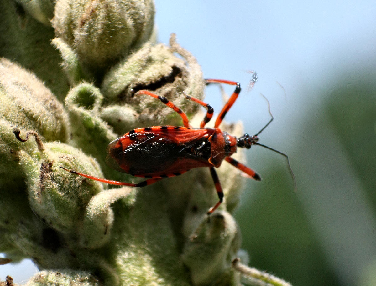 Rhynocoris - iracundus o rubricus ?